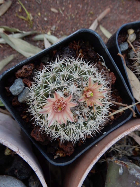 Unidentified small Mammillaria Mamm_c17