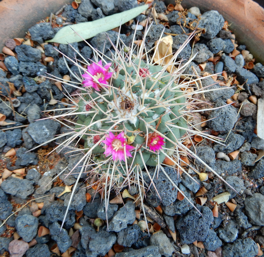 Anohter four Mammillaria Mamm_f13