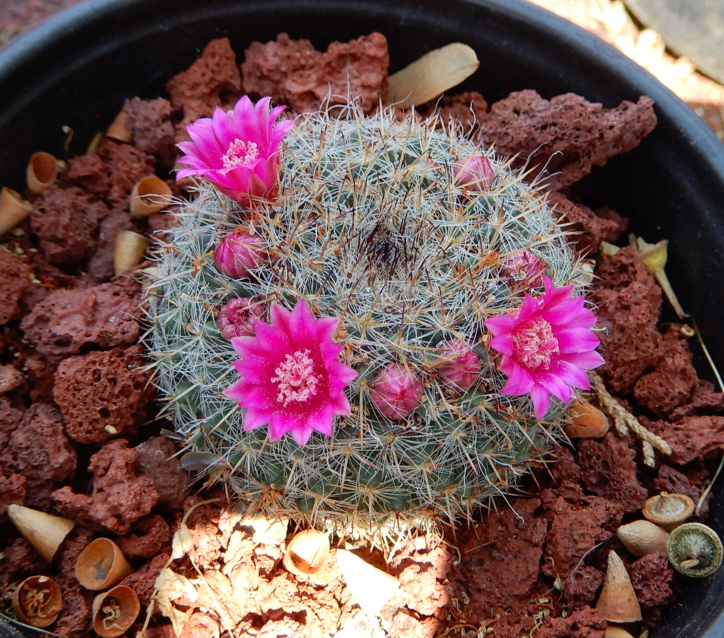 Another four Mammillaria Mamm_n22