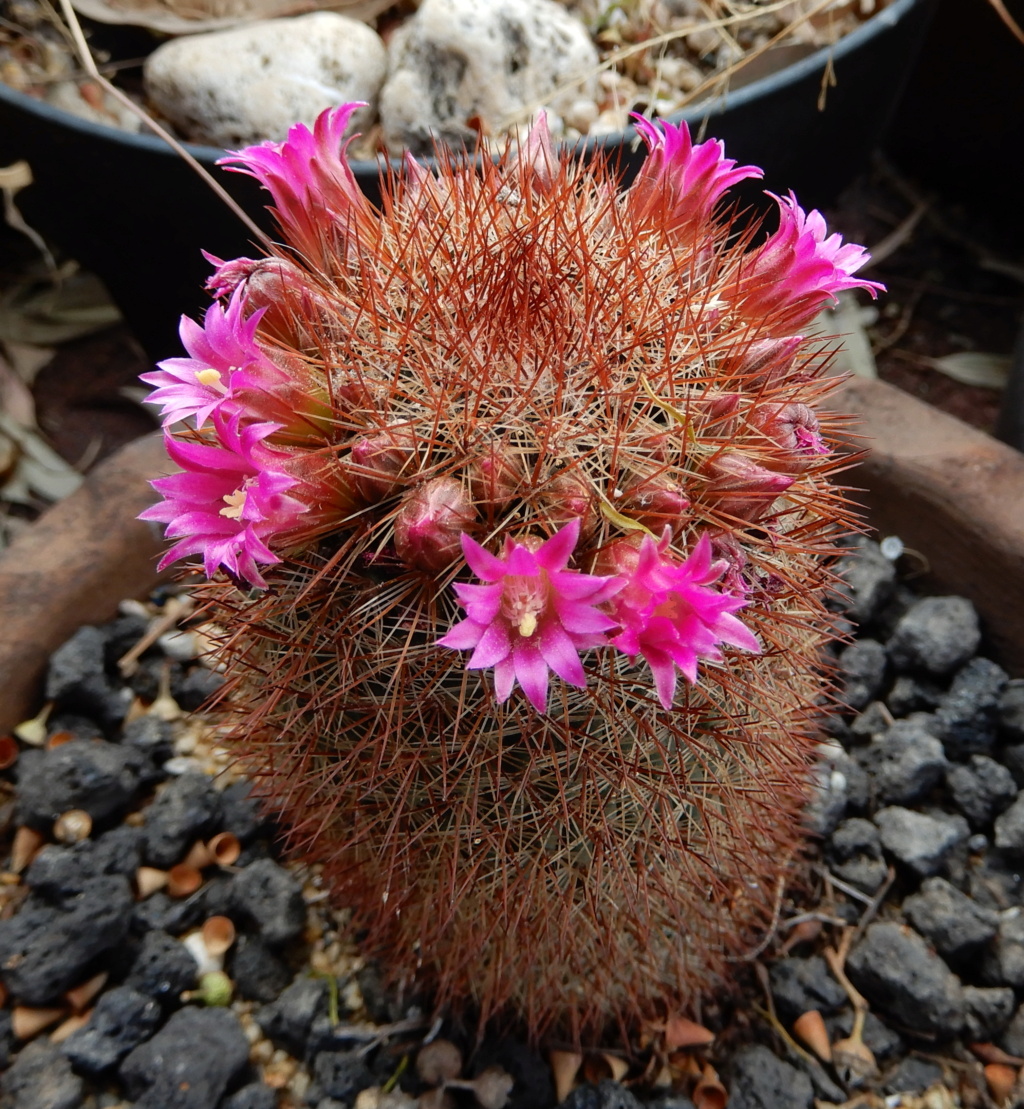 Mammillaria duoformis? Mamm_r13