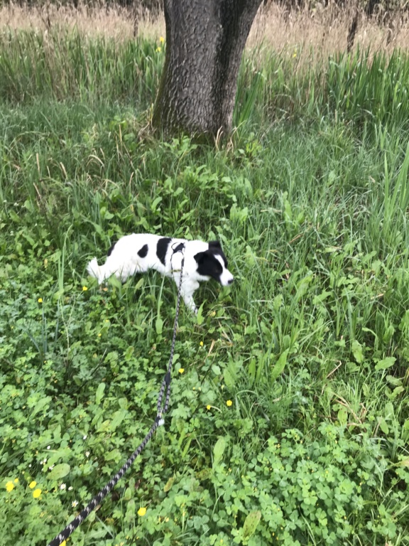 HEAVEN (ex ARISTO) - Mâle, typé border collie, croisé de taille moyenne - né environ en juillet 2019 - REMEMBER ME LAND - Adopté par Olivia (06)  - Page 3 5f342910