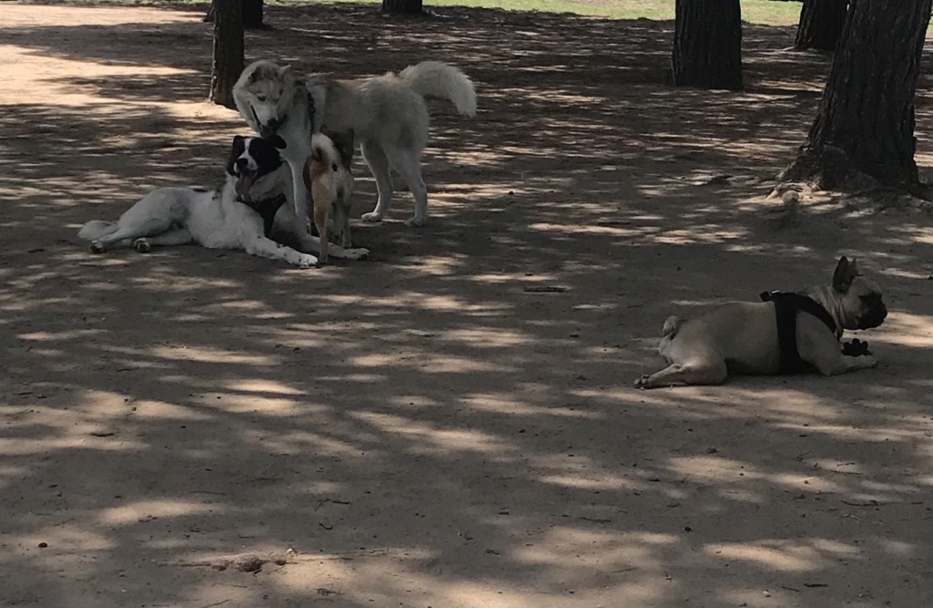 HEAVEN (ex ARISTO) - Mâle, typé border collie, croisé de taille moyenne - né environ en juillet 2019 - REMEMBER ME LAND - Adopté par Olivia (06)  - Page 3 76c8c010