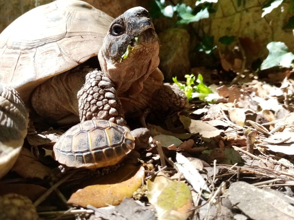 Jeune tortue yeux fermés Img_2021