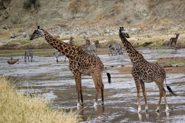 magnifique carnet de voyage en Tanzanie 2022 Girafe14