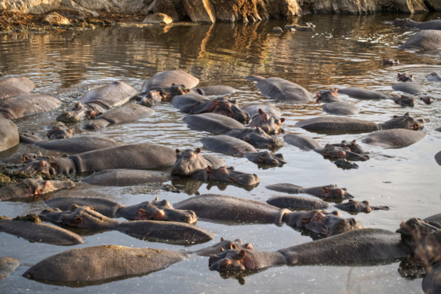 magnifique carnet de voyage en Tanzanie 2022 Hippos10