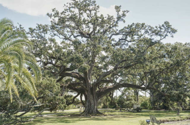 Un petit tour à Miami, un grand tour en Lousiane - Page 2 Hou14711