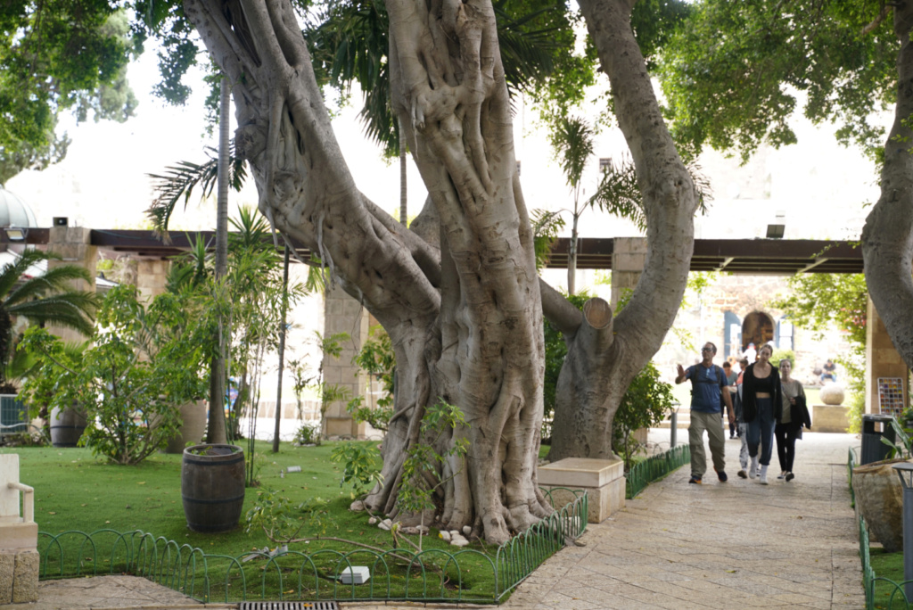 12 jours en Israêl de Tel Aviv à Acre, Capharnaum, Jéricho, Bethléem et Jérusalem Jardin10