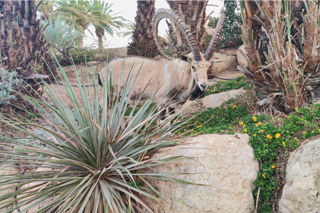 12 jours en Israêl de Tel Aviv à Acre, Capharnaum, Jéricho, Bethléem et Jérusalem - Page 2 Mouflo10