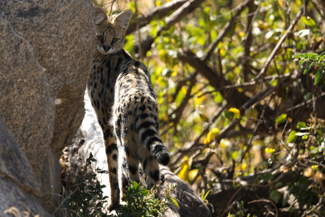 magnifique carnet de voyage en Tanzanie 2022 Serval16