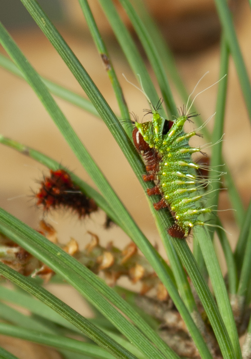 Actias dubernardi démarrage pinus nigra puis L3 pinus pinea  - Page 2 Actias10