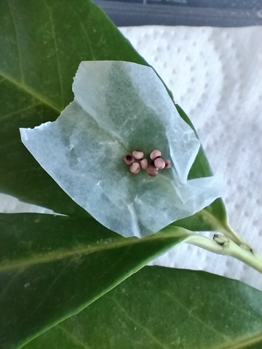 attacus atlas prunus larocerasus ( programme actias luna avorté ) Img20216