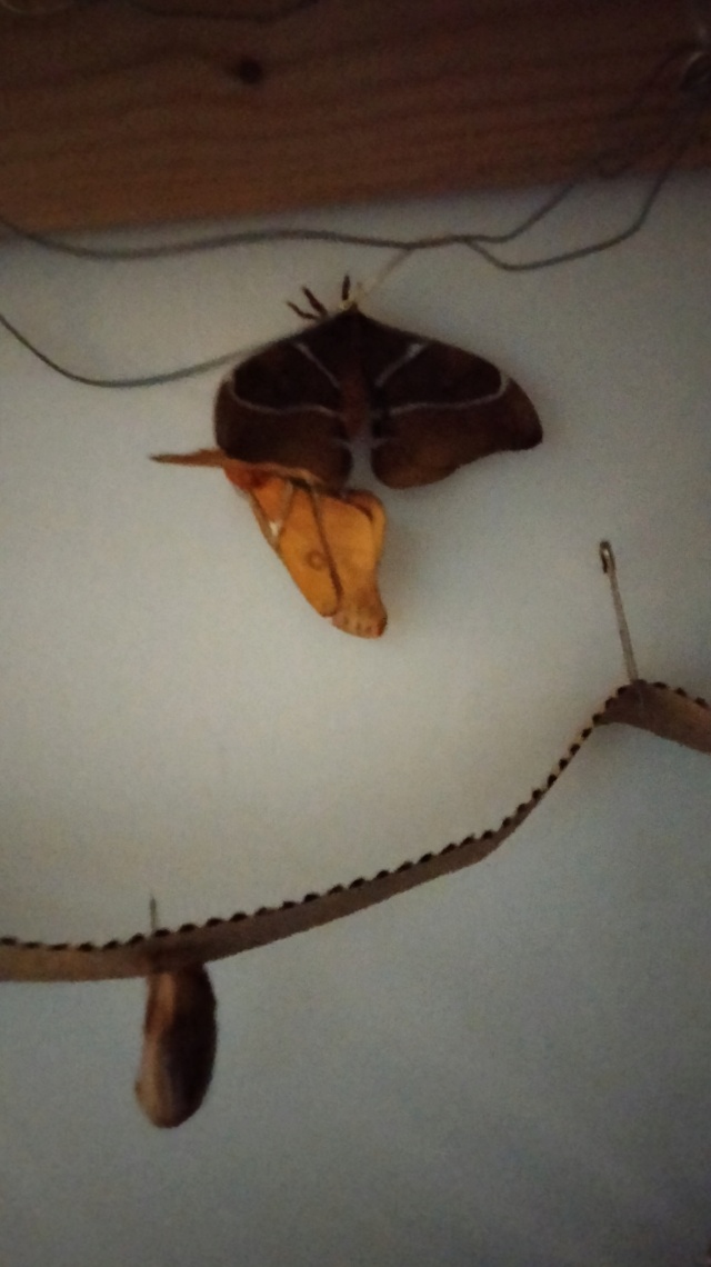 Antherina suraka oeufs Img20246