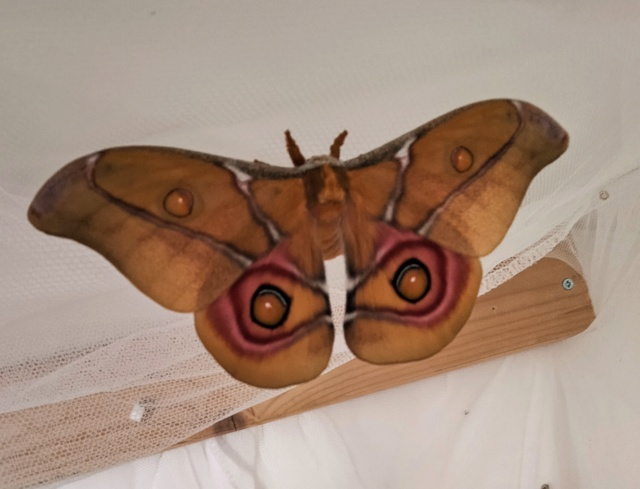 Antherina suraka oeufs Img_2030