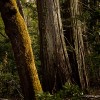 Développement du lore  Sequoi10