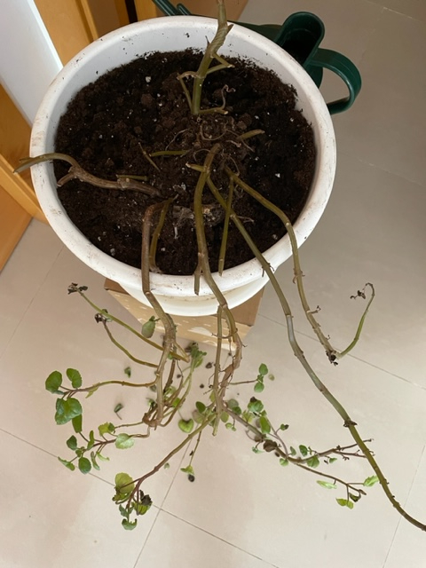Ayuda!! ¡Mi planta del dinero (Plectranthus verticillatus) , se está muriendo!  Img_1210