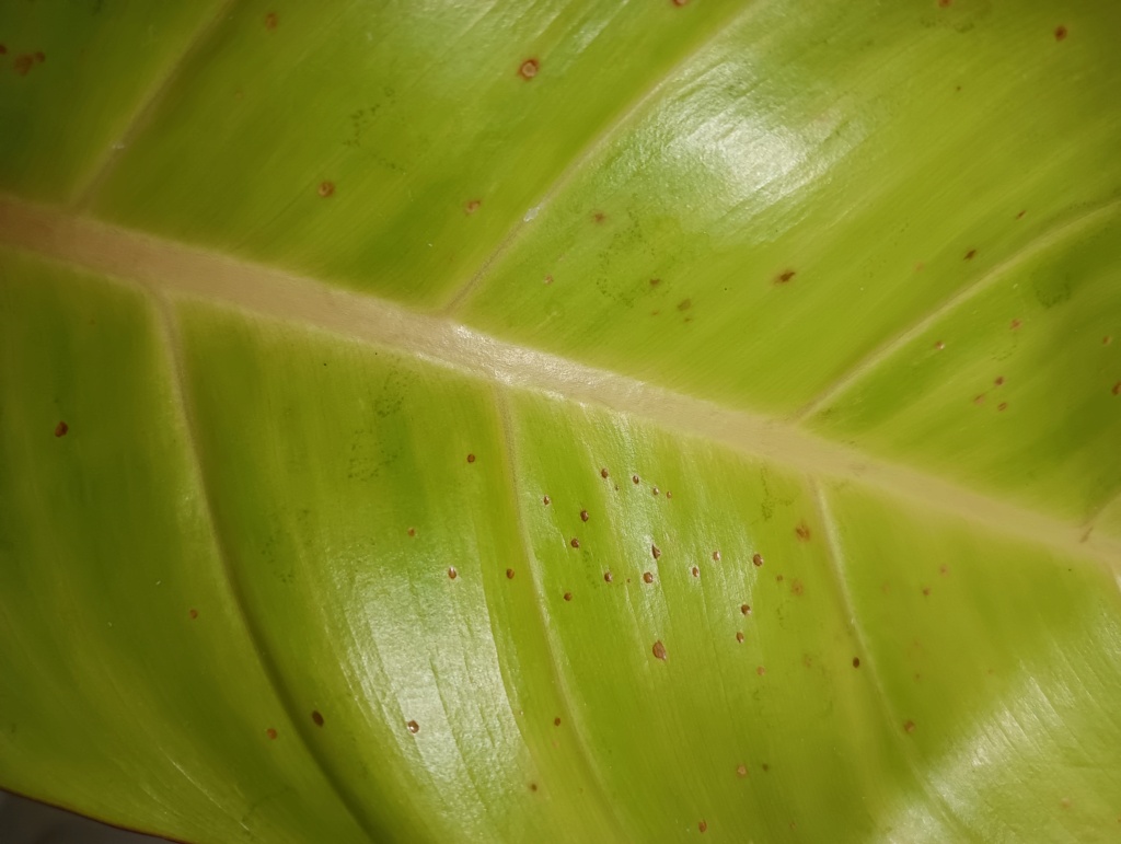 Philodendron Prince Orange manchitas hundidas en las hojas Img20212