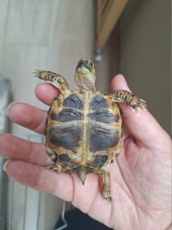Adoption tortue horsfield a la Réunion  16966711