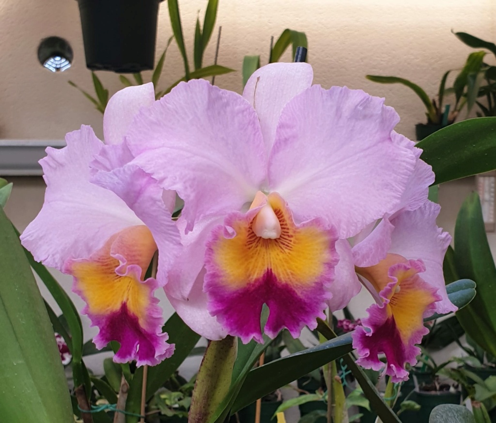 Blc. William Farrel "Pastel Parade" en ce moment  Blc_wi10