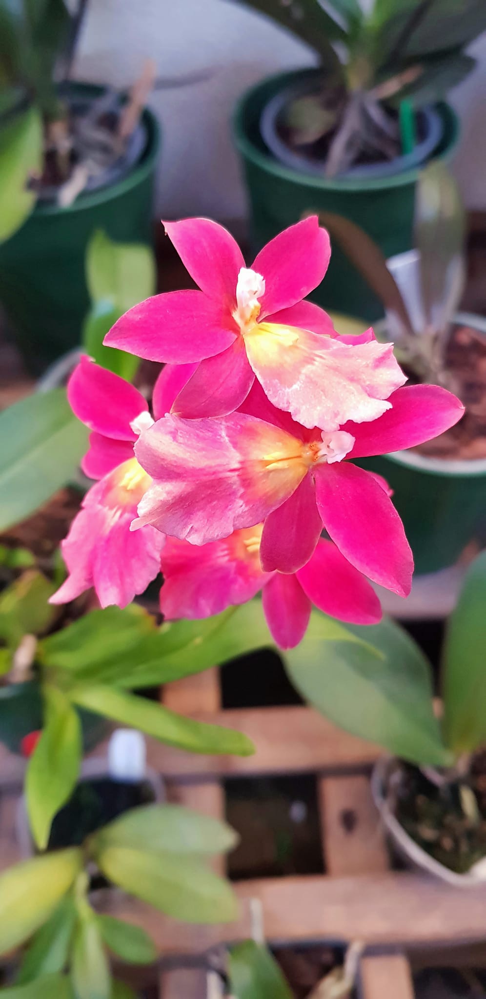 Oncidopsis 'Francine Roseglow' Oncido10