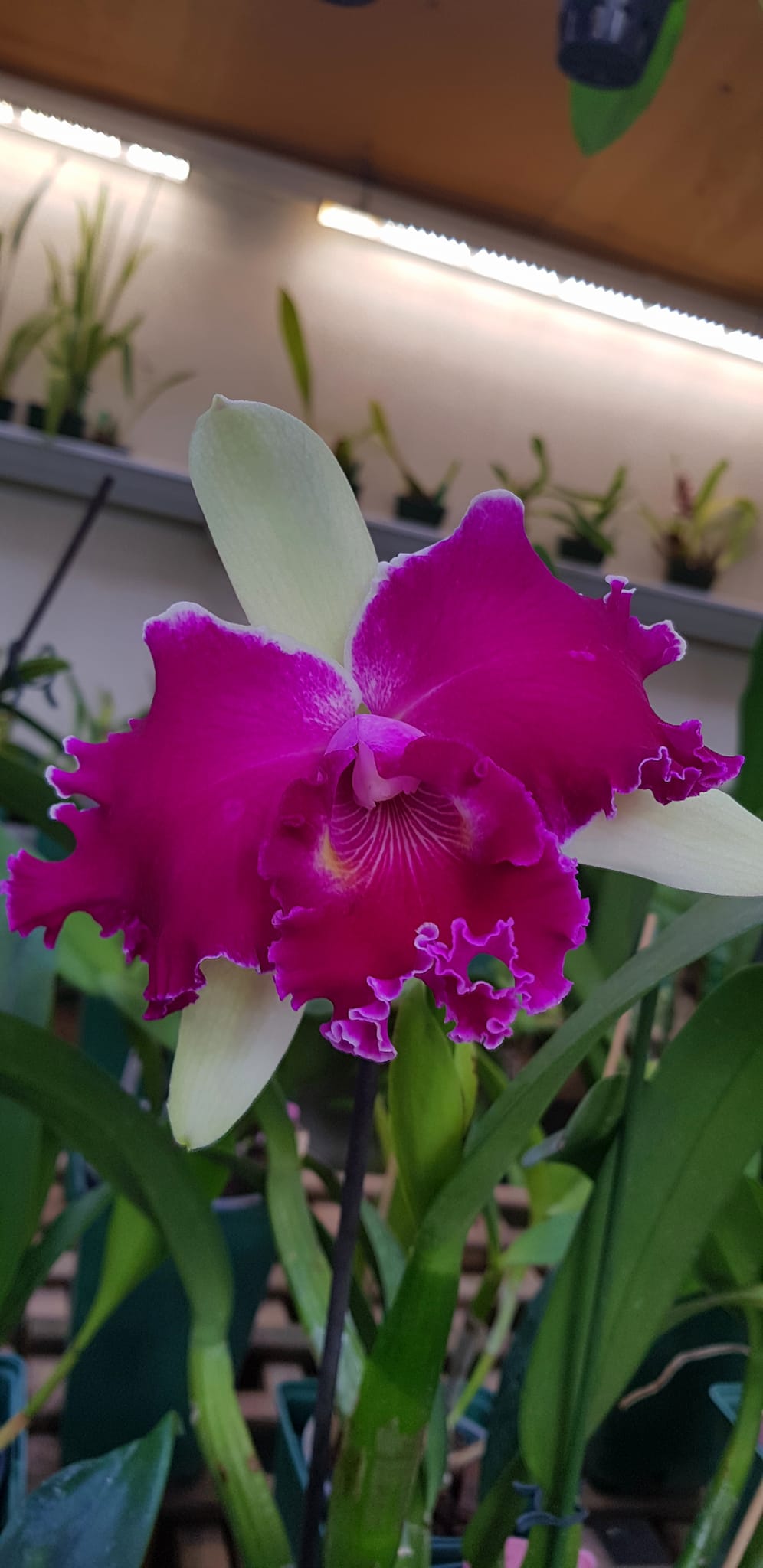 Cattleya NSA Big China 'Mickey Mouse'  Zz110