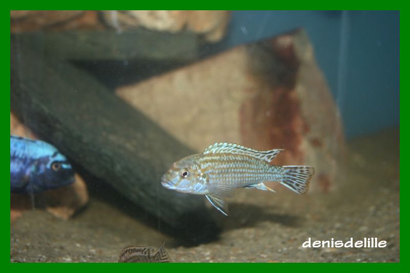 Labidochromis Flavigulis Labido10