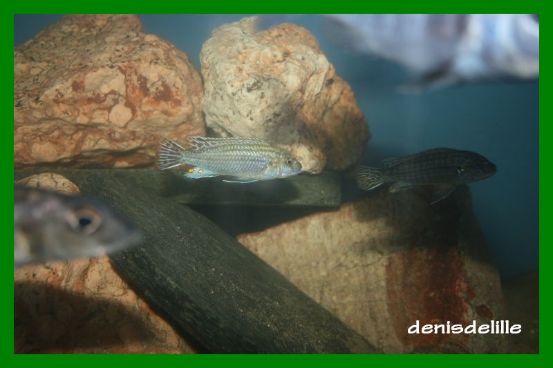 Labidochromis Flavigulis Labido12