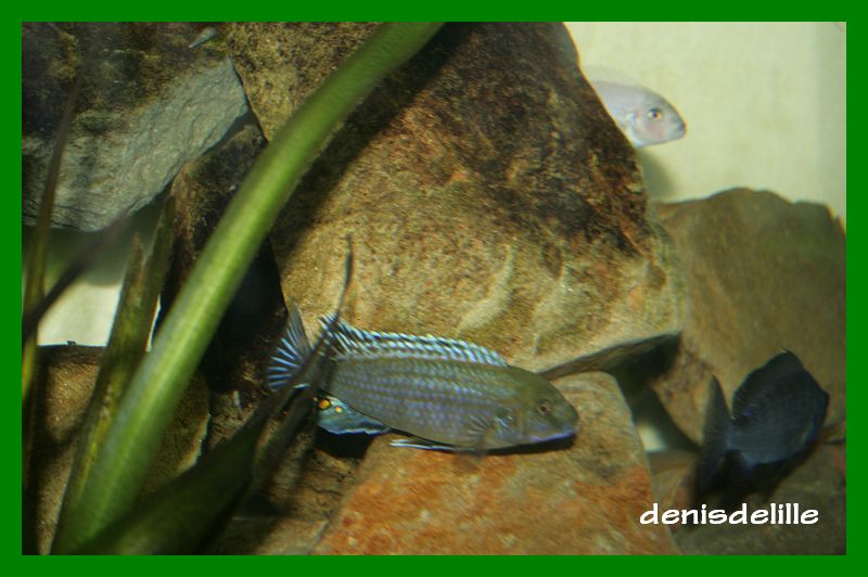 Labidochromis Flavigulis Labido13