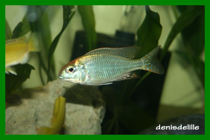 Letrinops red Cap itungi Lethri13