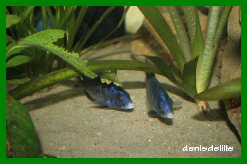 Placidochromis phénochilus Mdoka Placod10