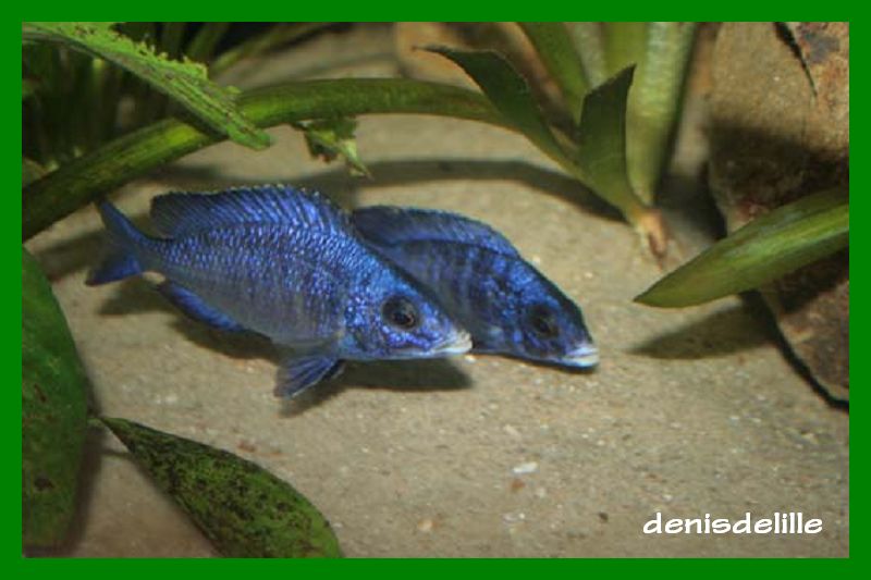 Placidochromis phénochilus Mdoka Placod11