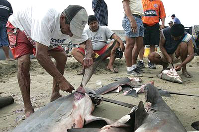Des ailerons de requins protégées vendus en Asie Ailero10