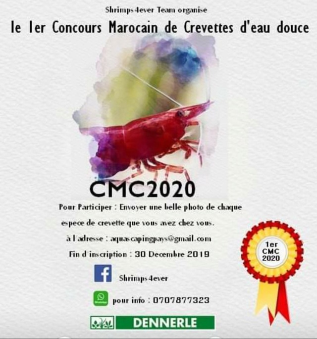 maroc - premier concours- photo de crevettes au Maroc 74456310