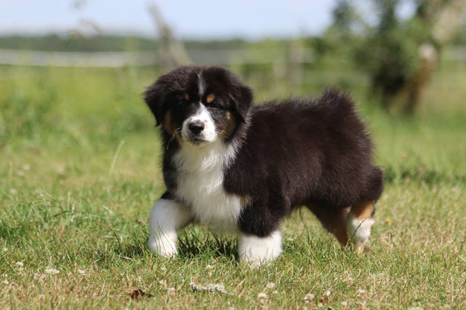 Chiot Australien AV 37623910