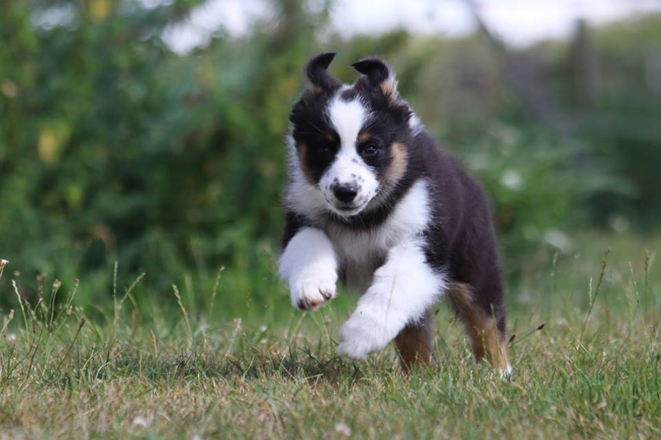 Chiot Australien AV 37737610