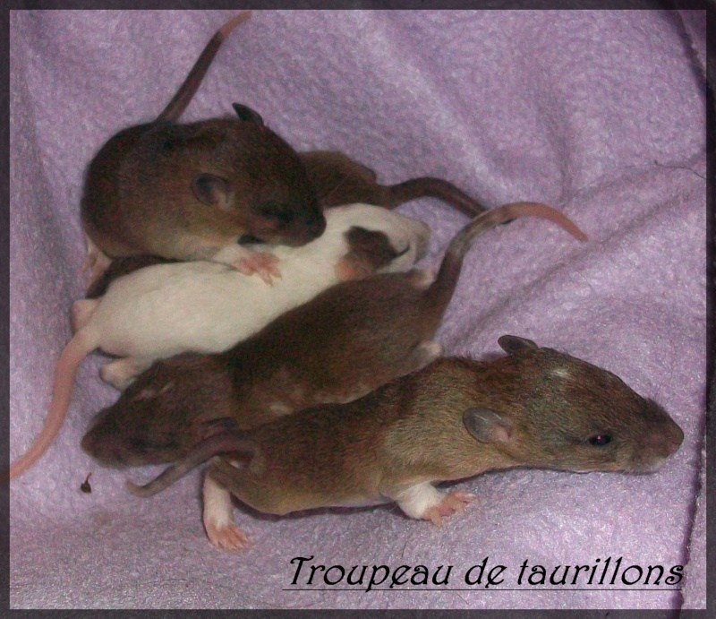 Portée de rats dans le 29 ou 22 Mec10