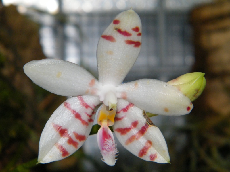 Phalaenopsis tetraspis ... c2 ? Dscf2810