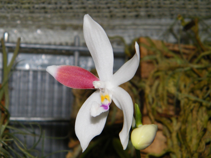 Phalaenopsis tetraspis ... c2 ? Dscf2811