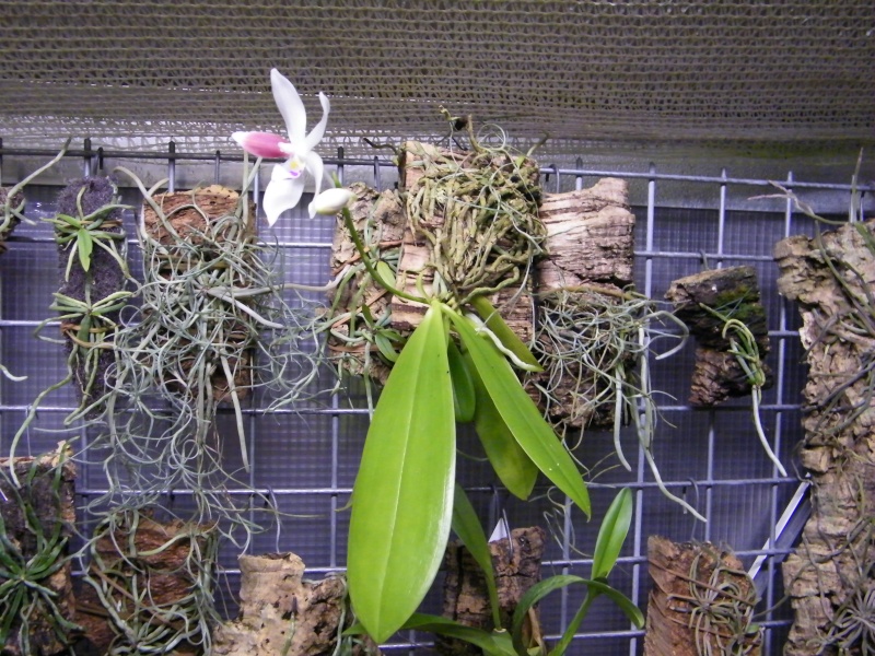 Phalaenopsis tetraspis ... c2 ? Dscf2812