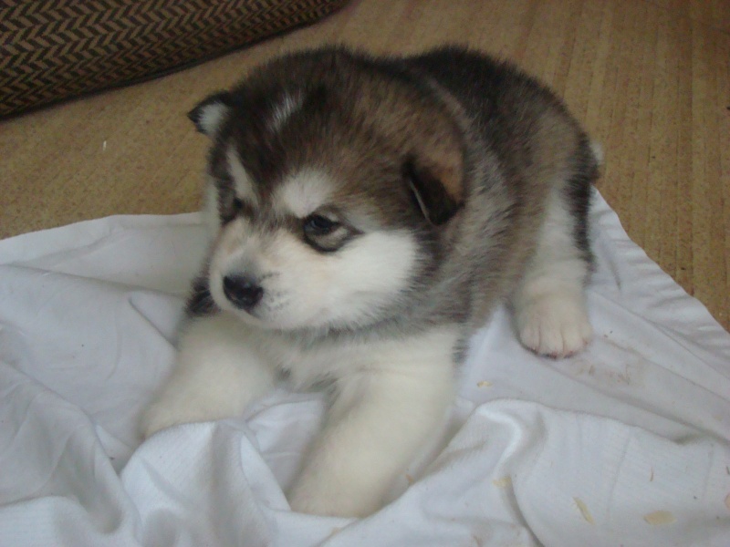 future portée alaskan malamute - Page 3 Chiots11