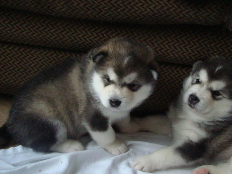 future portée alaskan malamute - Page 3 Chiots13