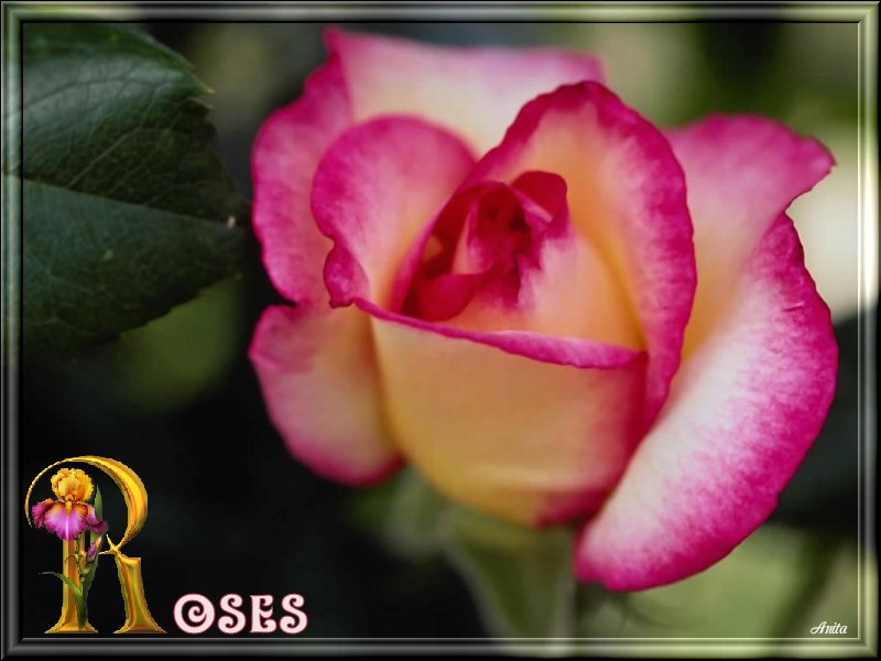 rose - Alphabet animé R / ROSE R_rose10