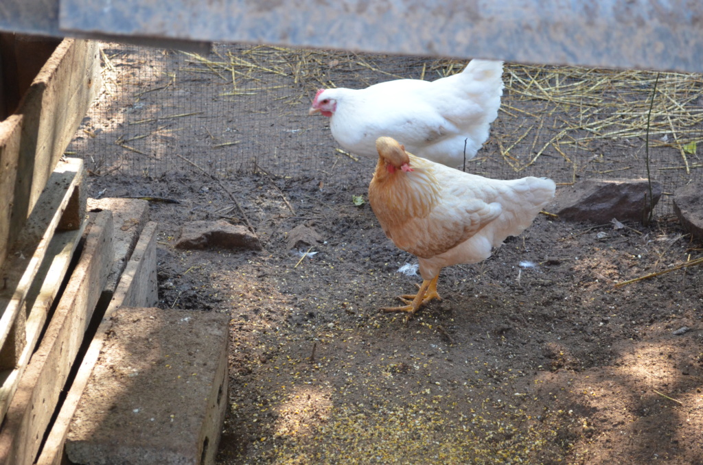 A v coq et poules de l'année 100% bios. Dsc_0010