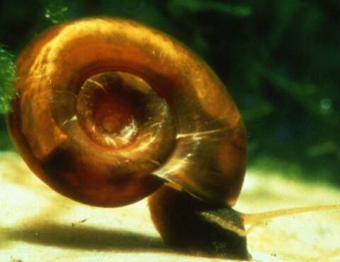 Les Différents Escargots Daquarium Deau Douce Les Plus