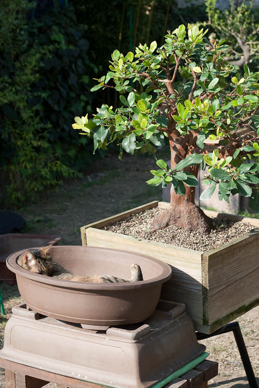 Bonsai with animals _mg_3410