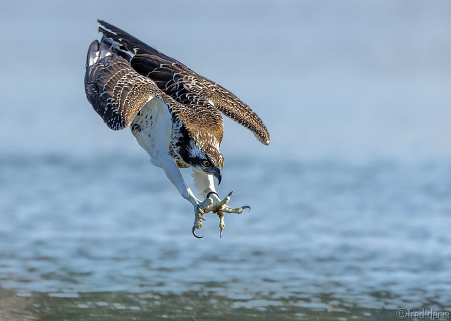 Vidéo - La nature et ses trésors - Page 9 43037310