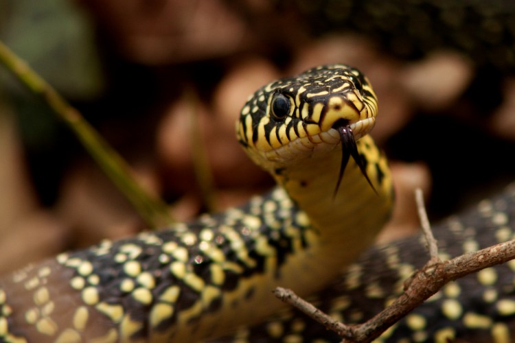 Vidéo - La nature et ses trésors - Page 25 I_211710