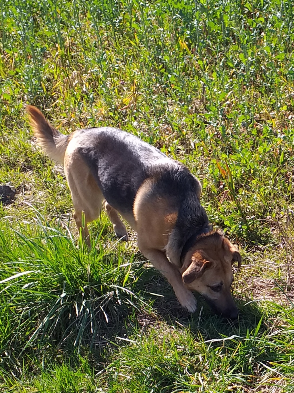 magma croisée labrador/berger allemand née le 1 er avril 2016 - Page 2 20190346