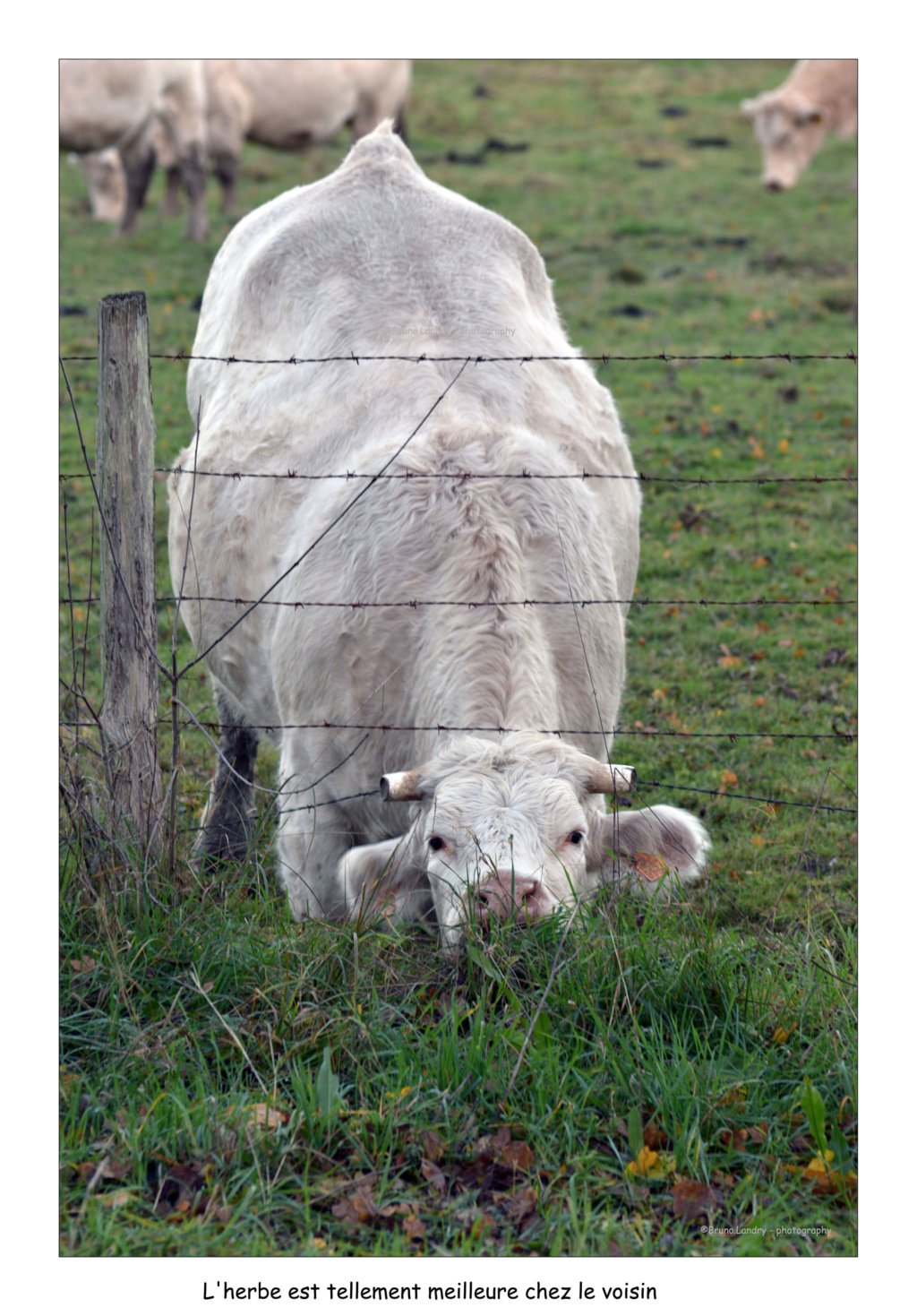 Thème du mois de mai 2019 :  Une photo toute simple, mais de bon goût !  Dsc_7710