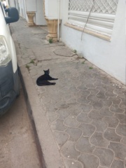 Stérilisation chats errants - Tunis - JUIN 2023 106_ap11