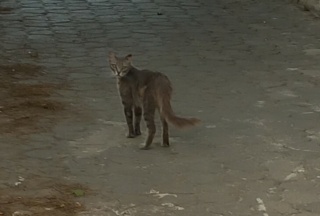 Stérilisation chats errants - Tunis - JUILLET 2023 130_po13